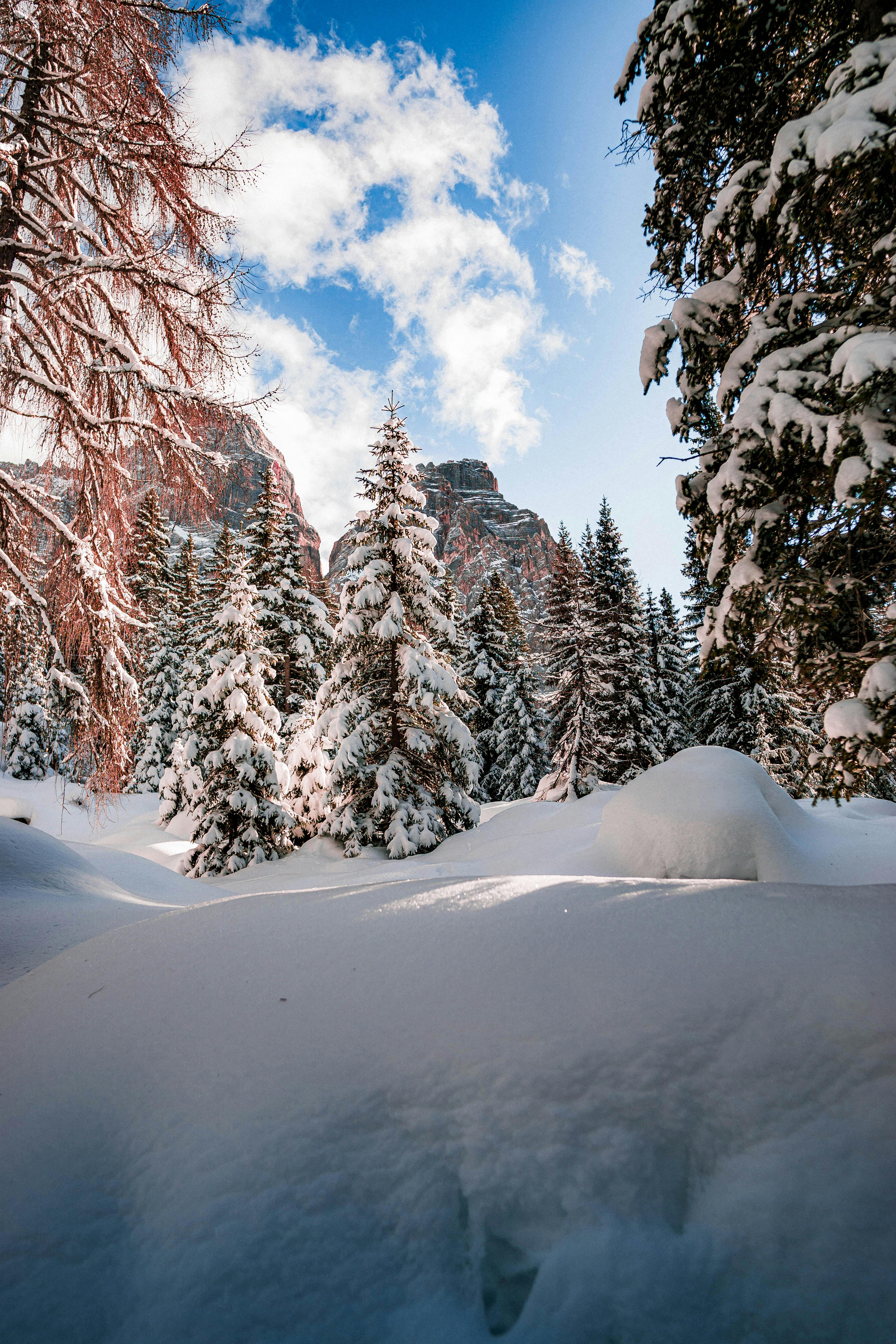 Prescription Goggle Inserts - Majestic snow-covered forest under a bright blue sky, capturing nature's winter beauty.