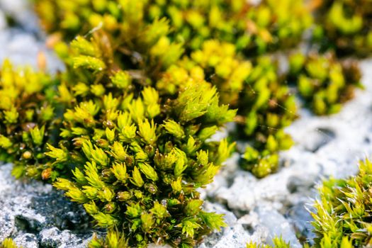 Macro shot of bright green moss growing in stones in Kapfenberg, Austria.