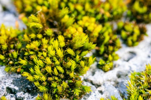 Free Macro shot of bright green moss growing in stones in Kapfenberg, Austria. Stock Photo
