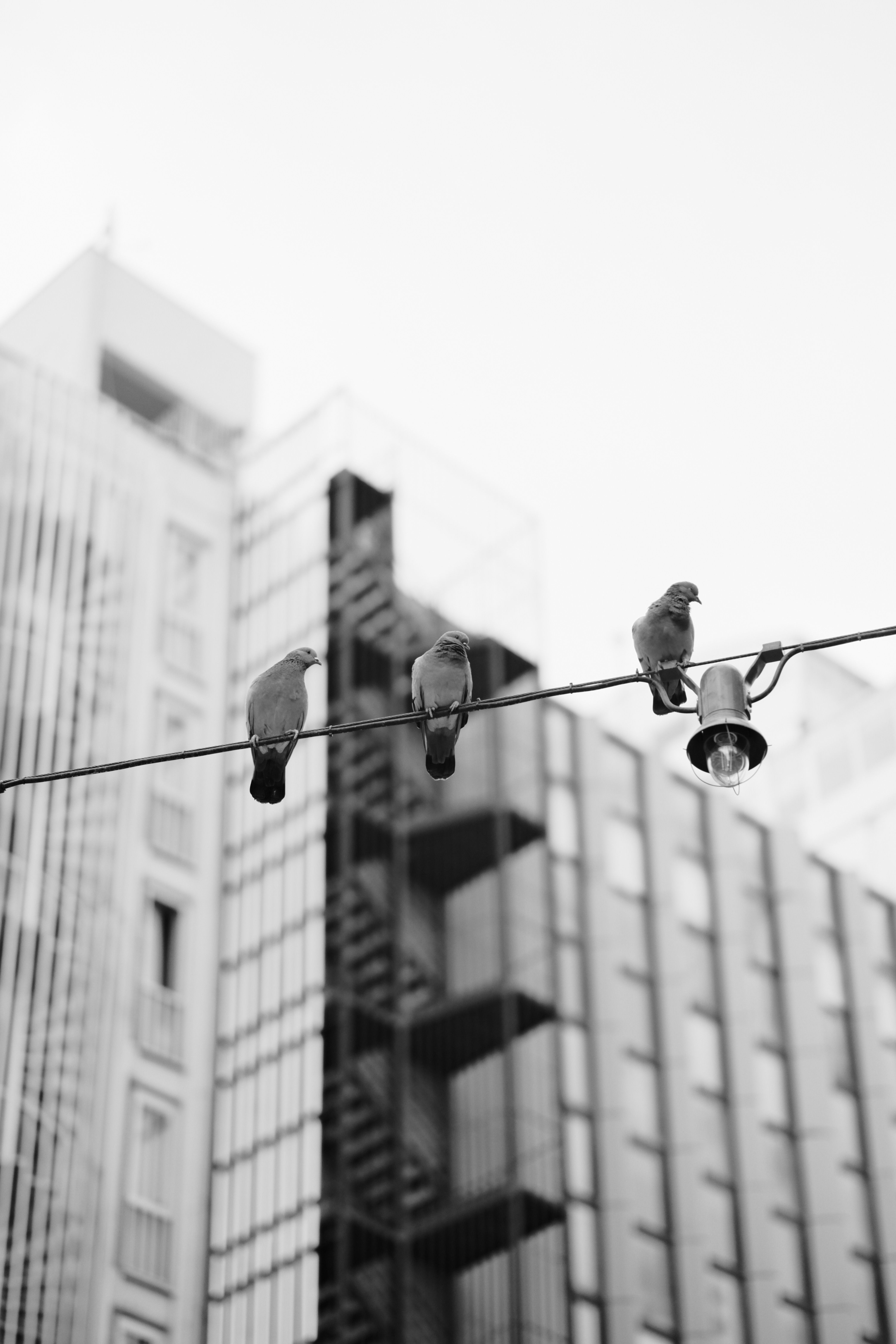 Black and white photo of pigeons on a wire with city skyscrapers in the background.