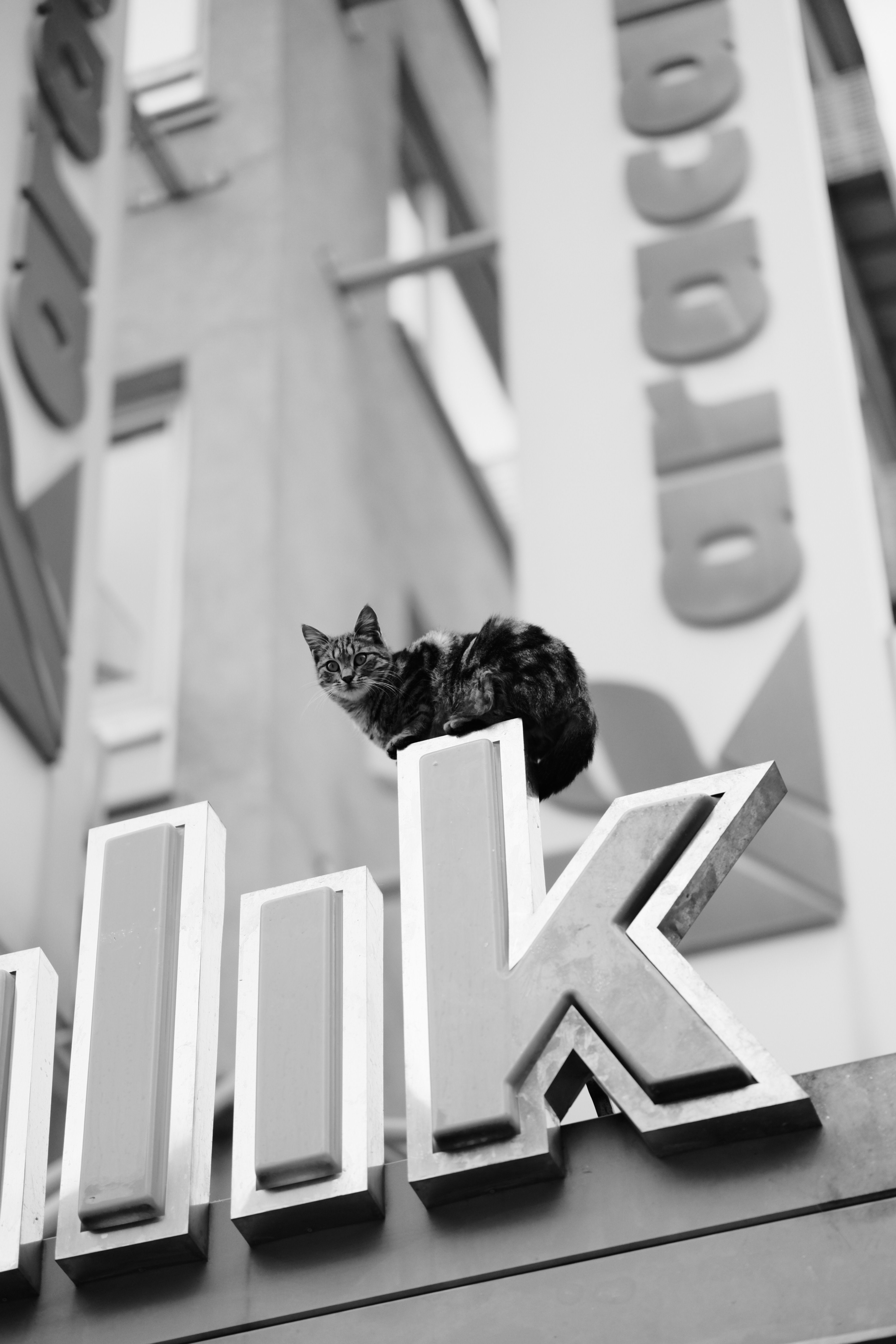 A cat perches on a city sign in a black and white photograph, showcasing urban life.