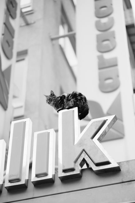 Black and white image of a cat perched on a city sign, adding a unique urban feel.