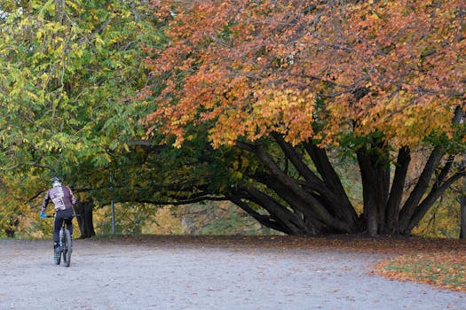 A cyclist rides through a park surrounded by vibrant autumn foliage, capturing the essence of fall.