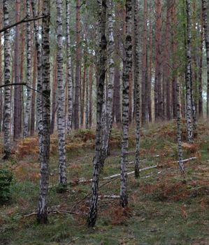 Tranquil birch trees in a forest, showcasing the beauty of early autumn foliage.
