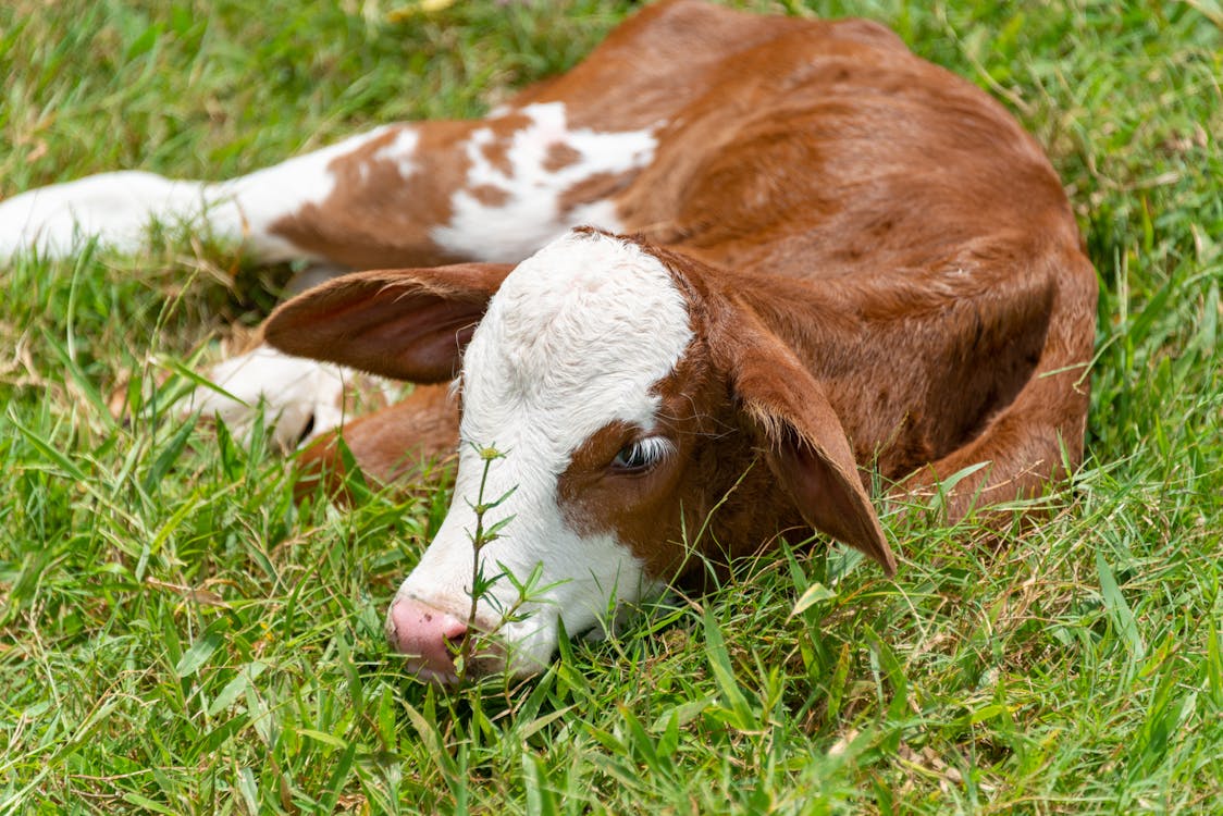 Brown and White Cow Lying on Grass