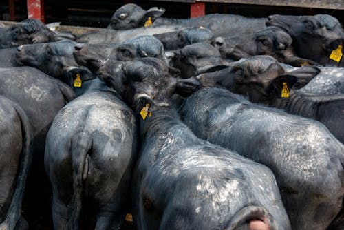 Gray and Black Cows