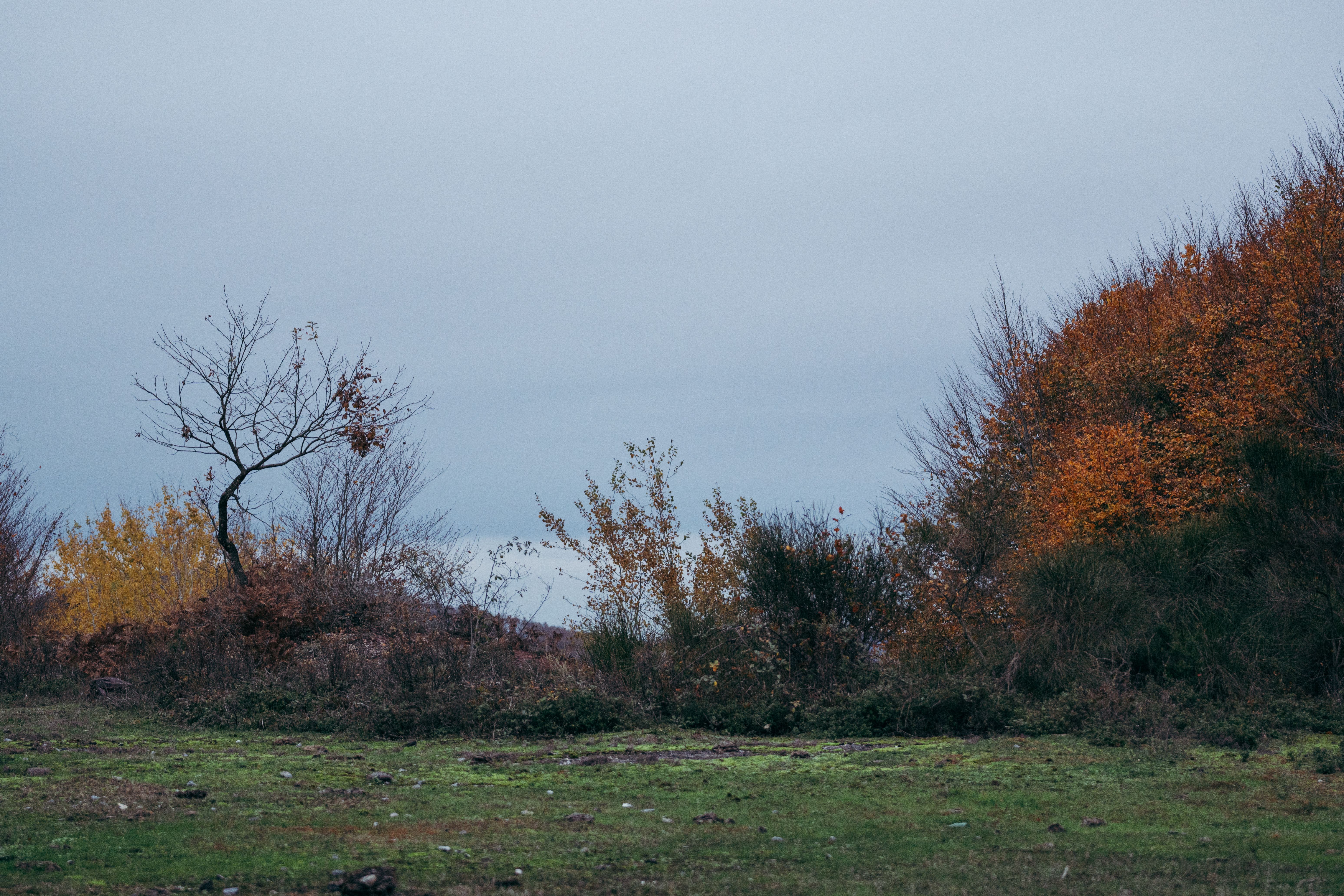 Serene Autumn Landscape with Bare Tree and Foliage · Free Stock Photo