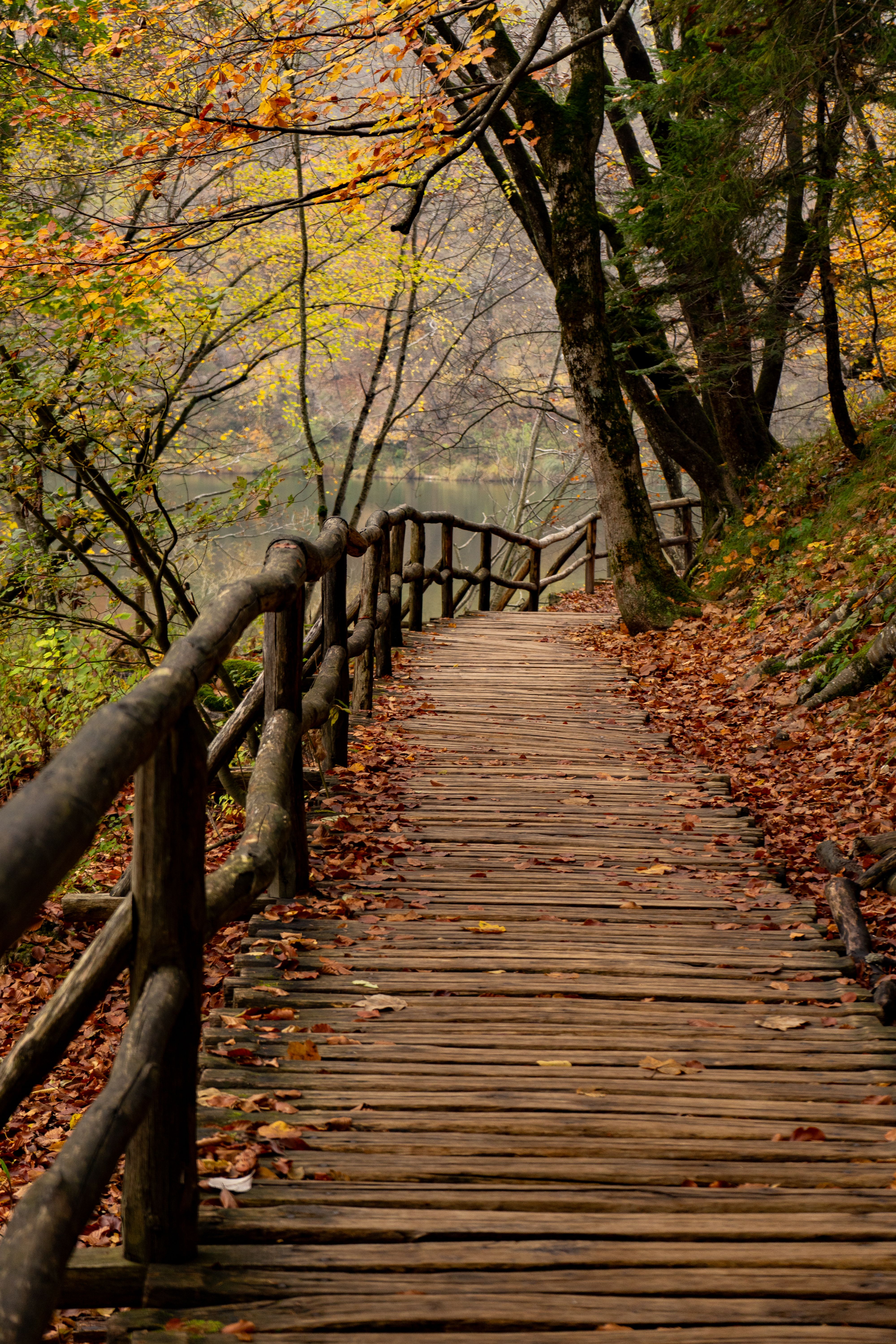 A tranquil wooden path surrounded by vibrant autumn foliage in Plitvice Lakes National Park, Croatia.