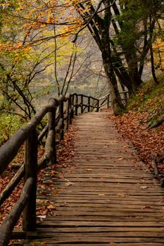A tranquil wooden path surrounded by vibrant autumn foliage in Plitvice Lakes National Park, Croatia.