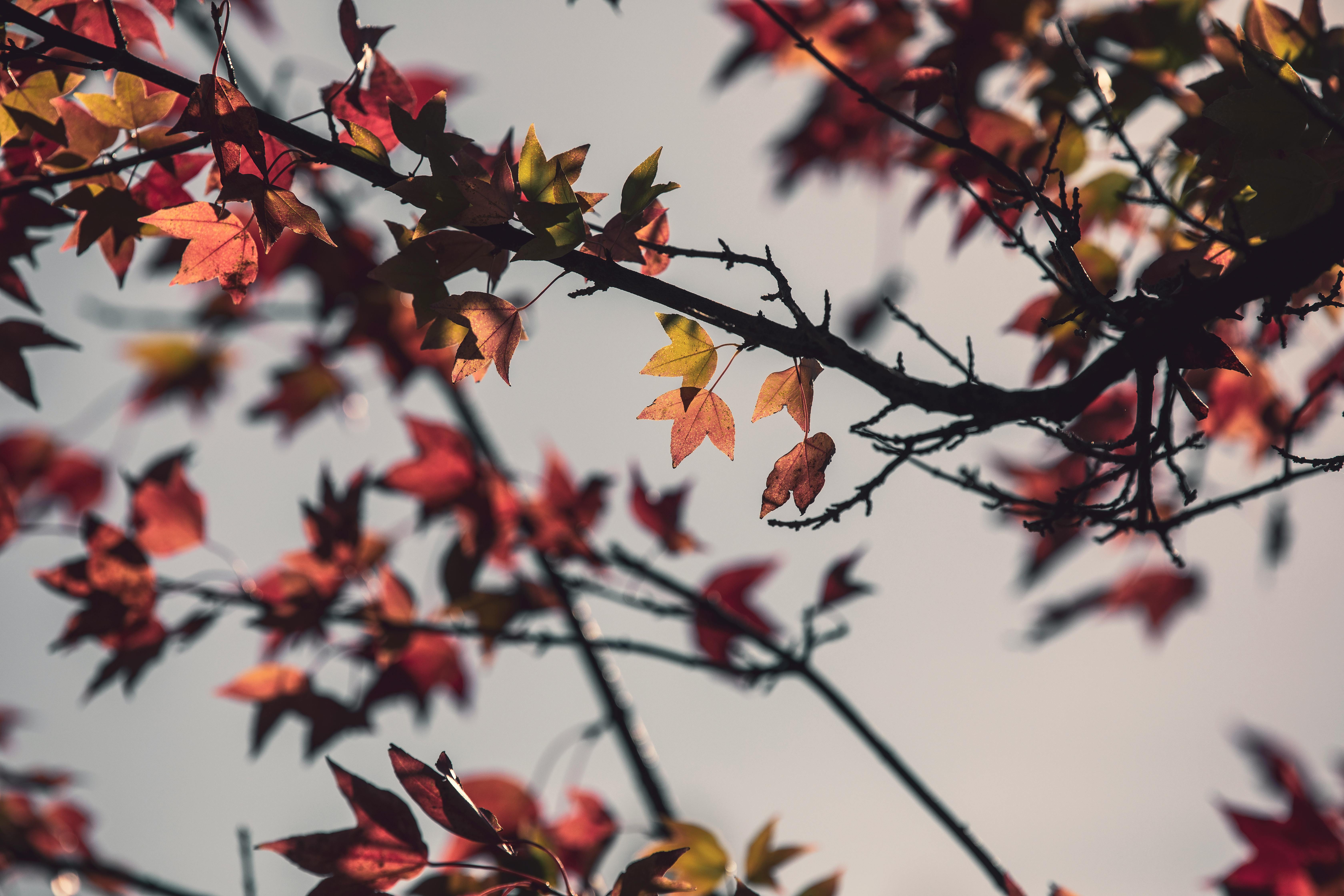 Beautiful autumn leaves with vibrant hues on branches against a clear sky.