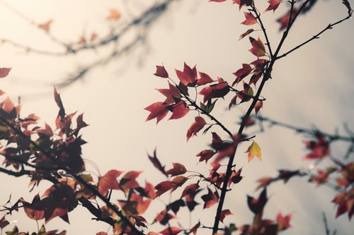 Free Vibrant red autumn leaves on branches, softly backlit against a gentle sky. Stock Photo