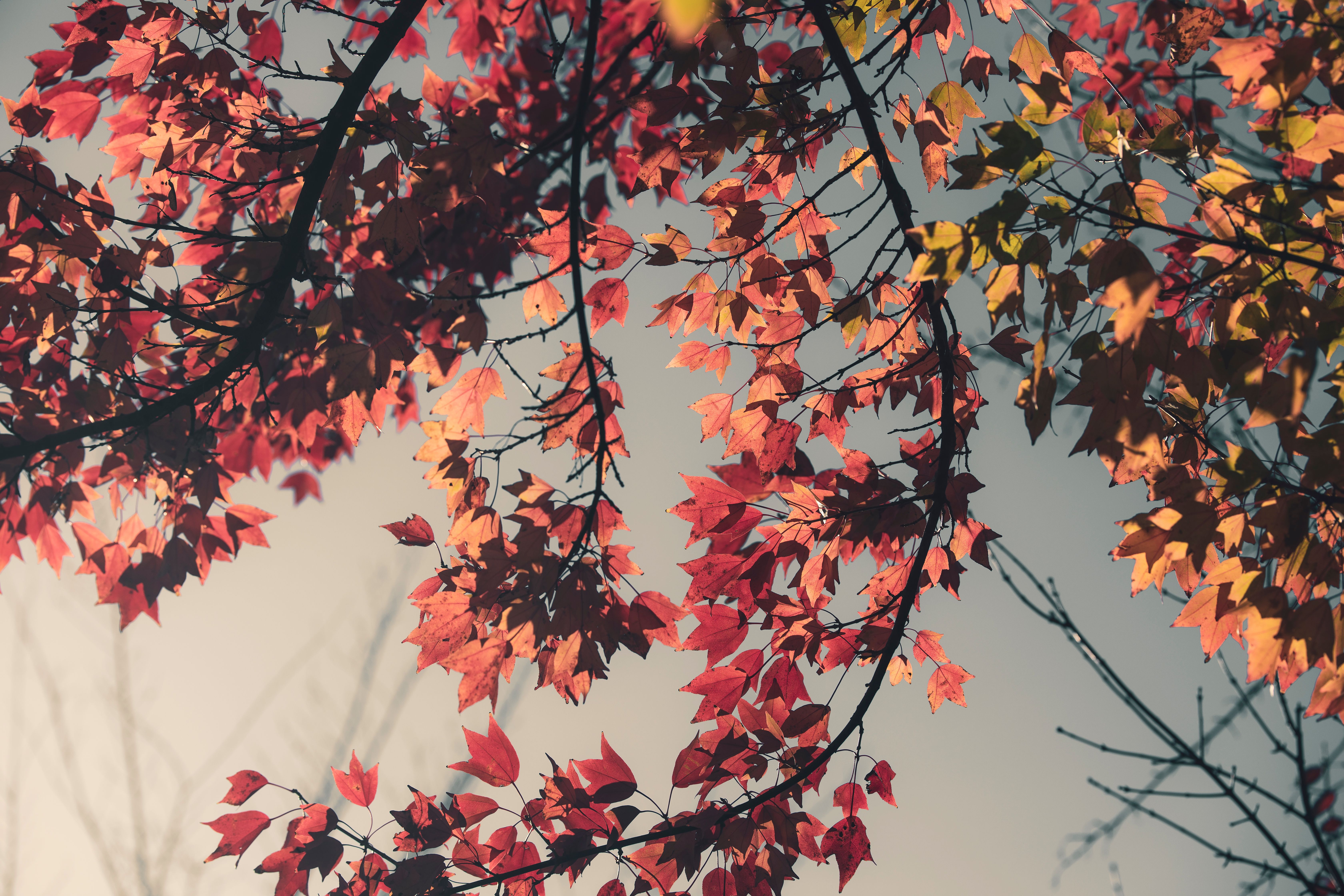Sunlit autumn branches with orange and red leaves — fall tree pruning in Surrey BC