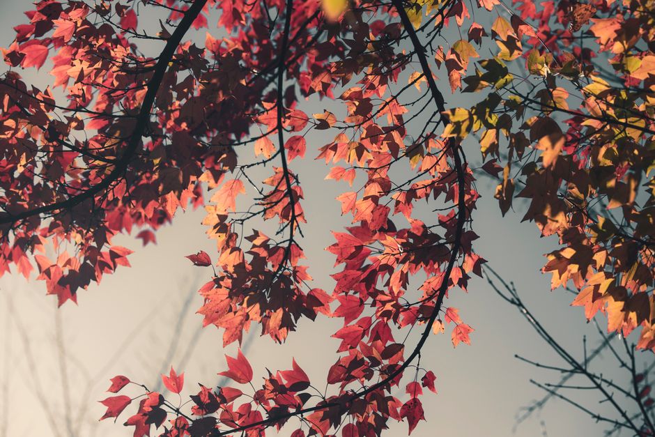 Sunlit autumn branches with orange and red leaves — fall tree pruning in Surrey BC