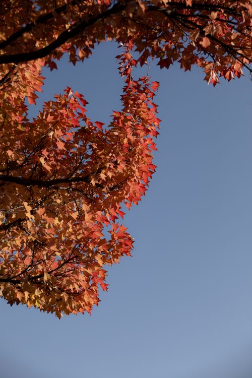 Free Vibrant red and orange autumn maple leaves contrasted against a clear blue sky. Stock Photo