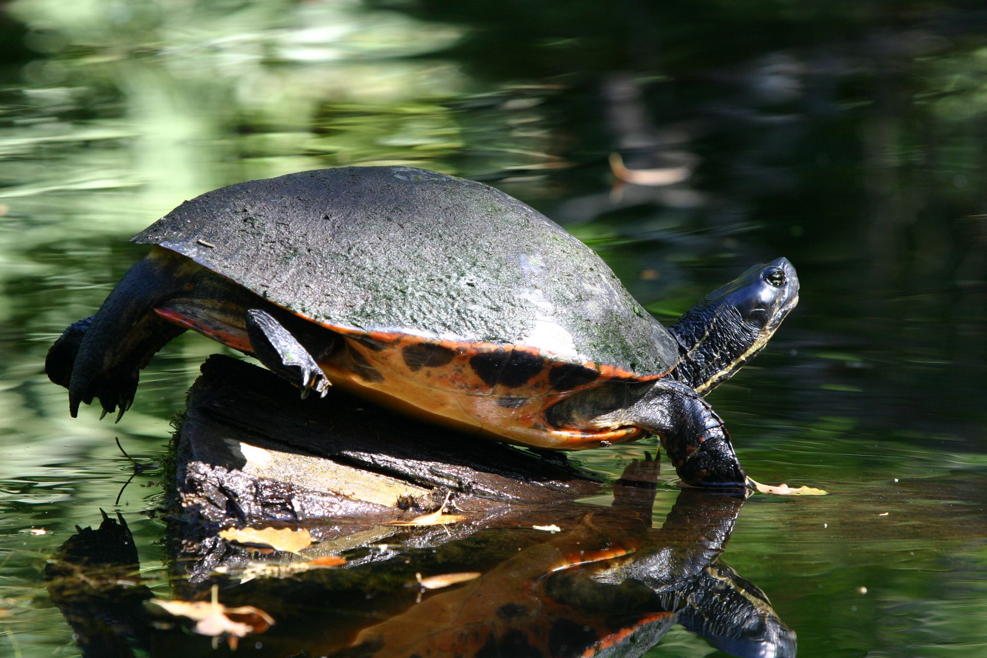 Turtle basking on a log in natural Florida setting, reflecting in calm water.