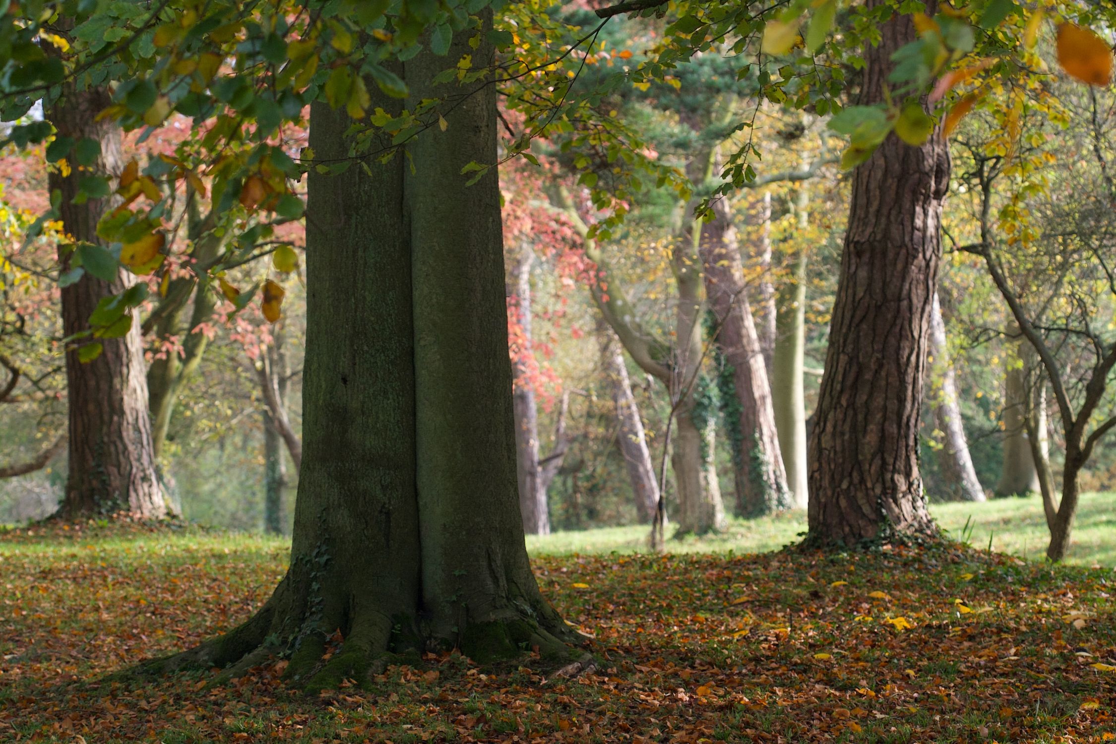 Serene Autumn Forest with Majestic Trees · Free Stock Photo