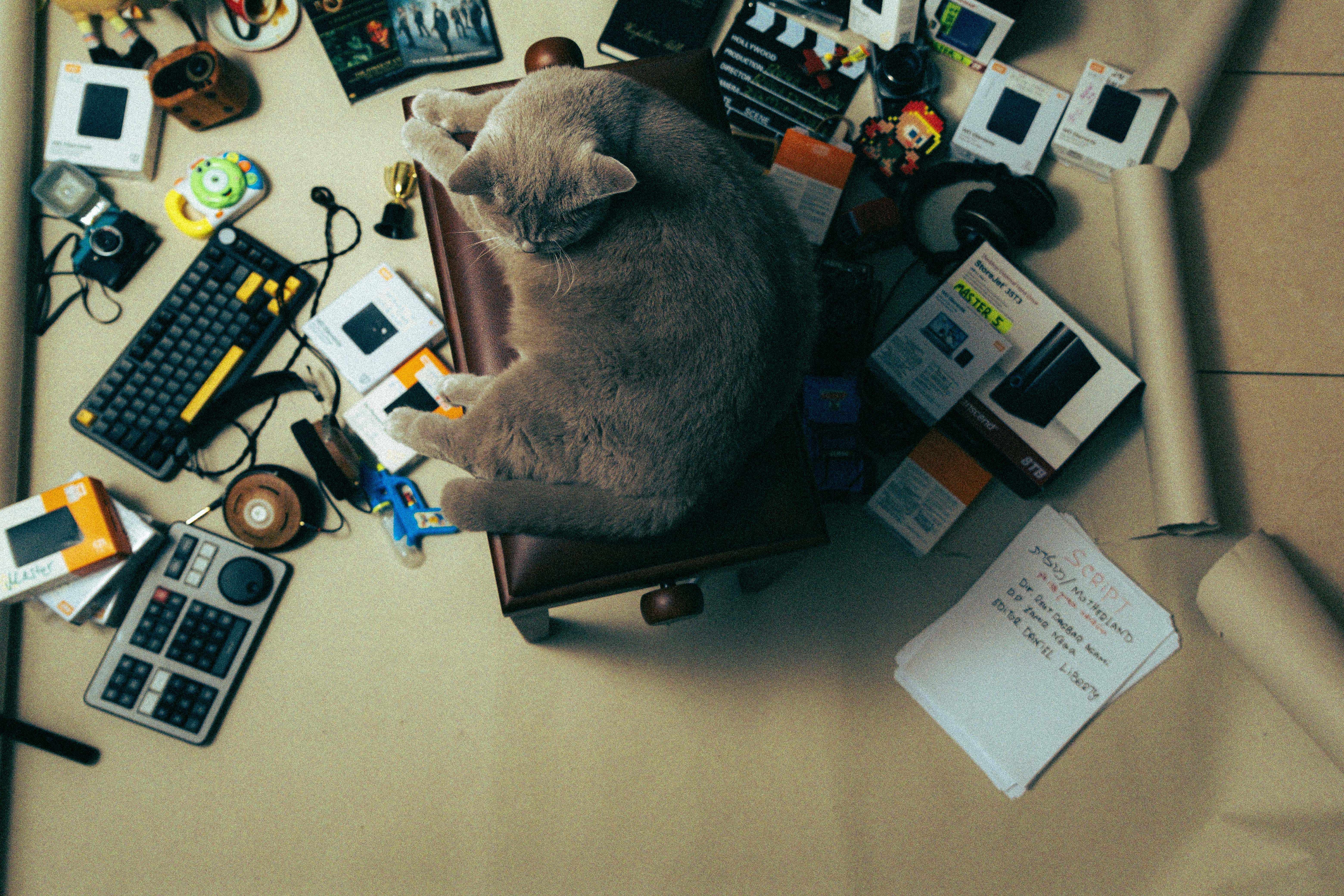 Cozy Cat Amidst Creative Workspace Chaos · Free Stock Photo