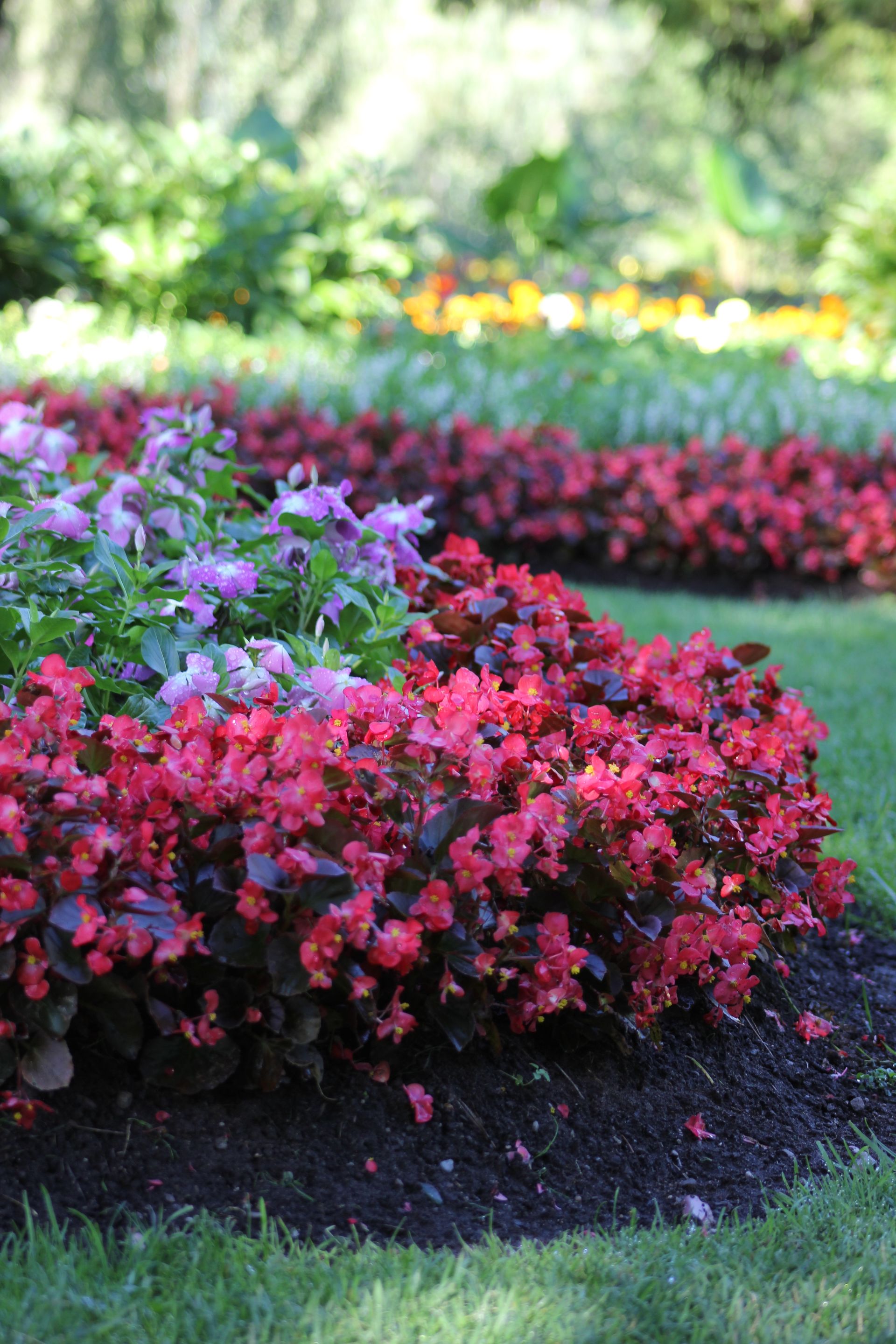 Vibrant flower bed in a Toronto park — garden cleanup result