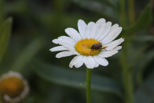 Free A vibrant beetle perched on a white daisy flower in a Toronto garden. Stock Photo