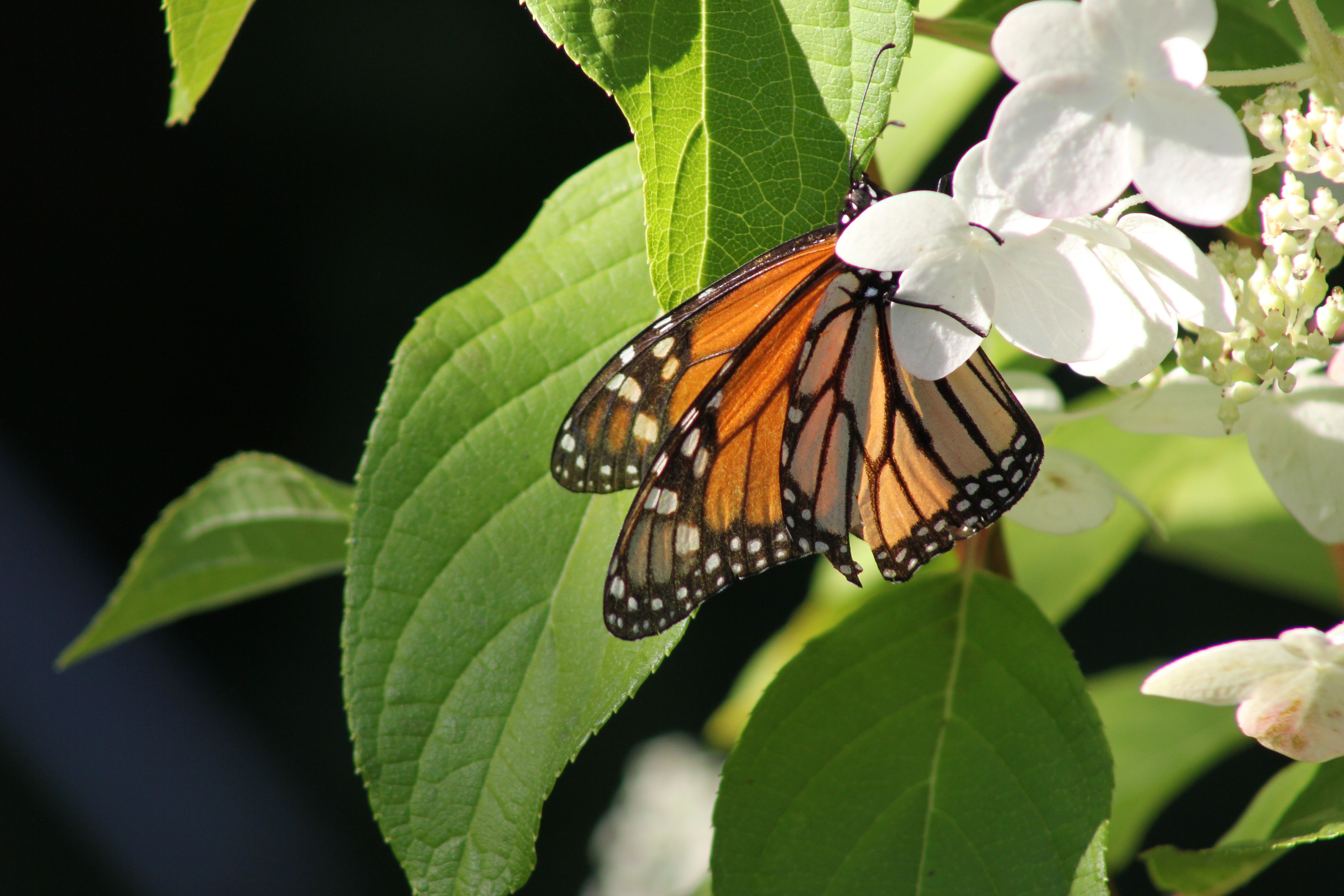 Monarch Butterfly Resting on White Flowers in Summer · Free Stock Photo