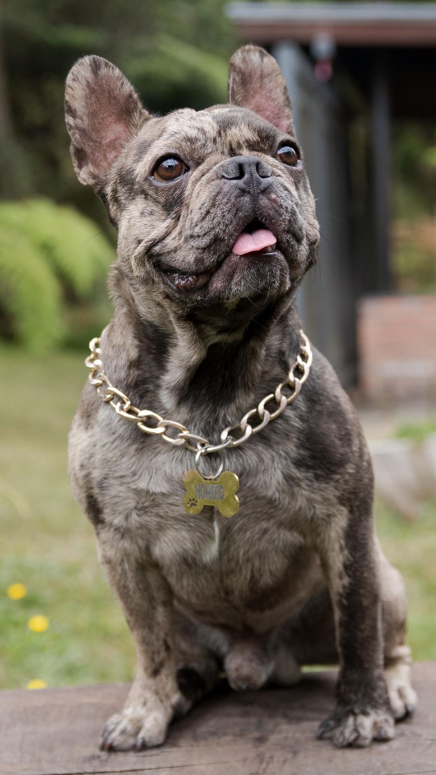 Brindle French Bulldog sitting outdoors in the sun