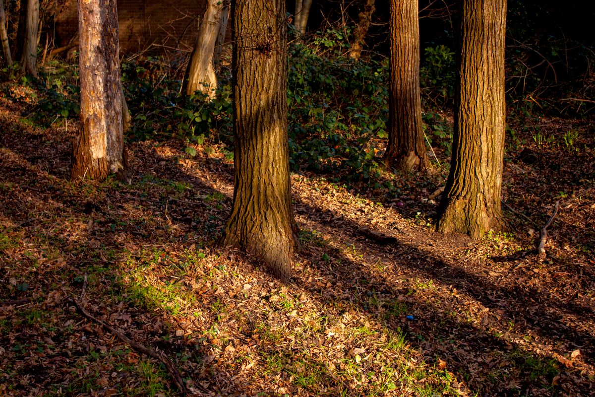 Ibworth Woodlands Burial Ground, Hampshire