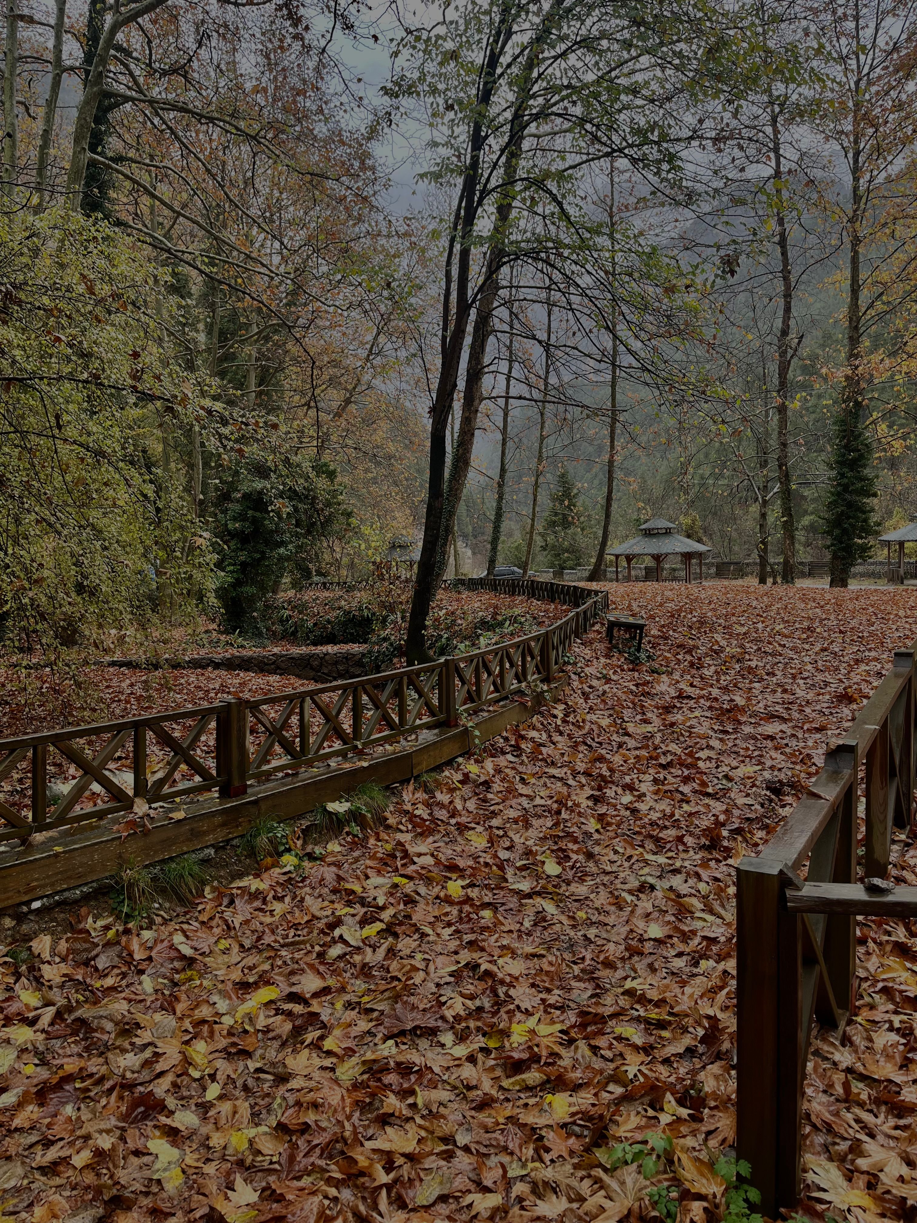 Serene Autumn Forest Pathway with Fallen Leaves · Free Stock Photo