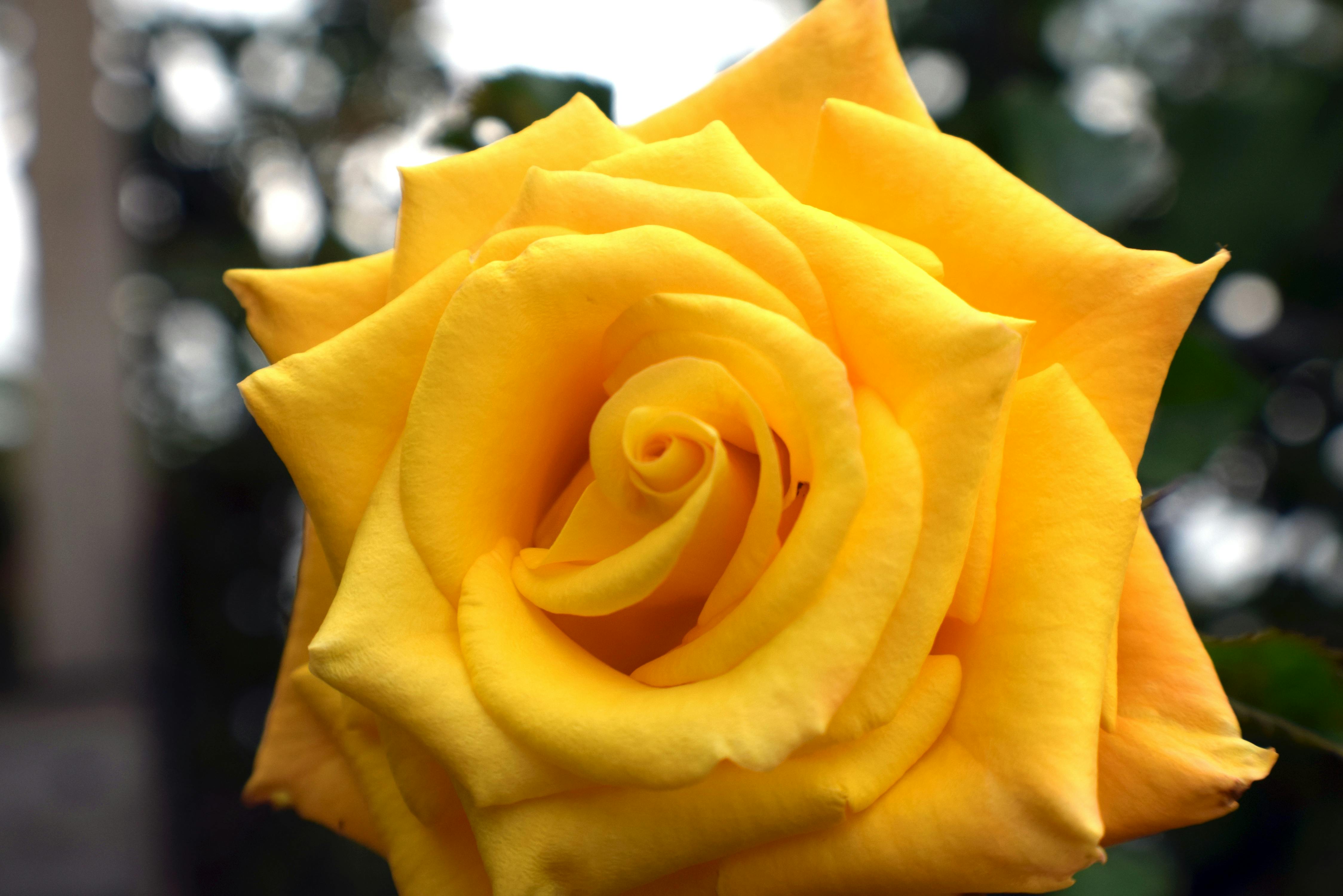 Free stock photo of beautiful flower, rose, yellow rose