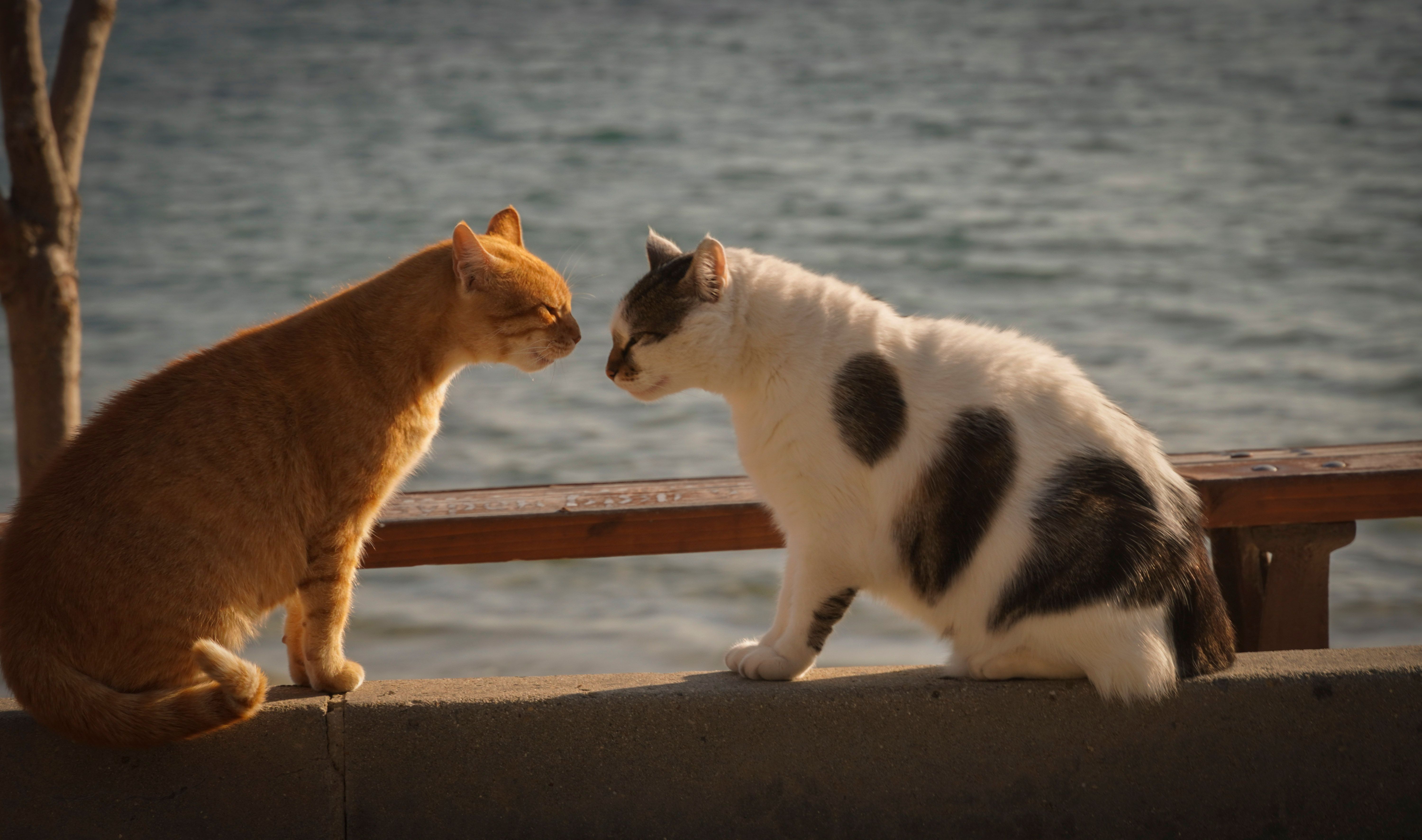 catrelationship