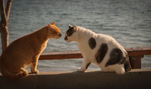 Free Two cats interacting on a ledge by the seaside, captured in warm afternoon light. Stock Photo