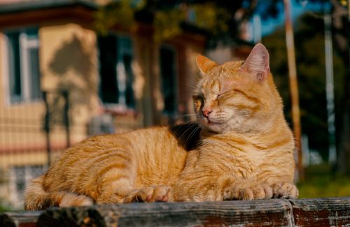 Free Ginger cat enjoying a sunny afternoon, lying peacefully on a wooden surface, exuding calmness. Stock Photo