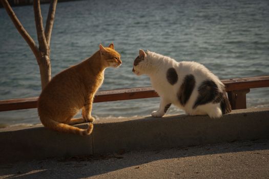 Two cats sitting on a bench by the seaside during a sunny day.