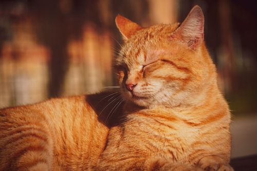 Free A serene ginger cat enjoying the warm sunlight, eyes gently closed in relaxation. Stock Photo