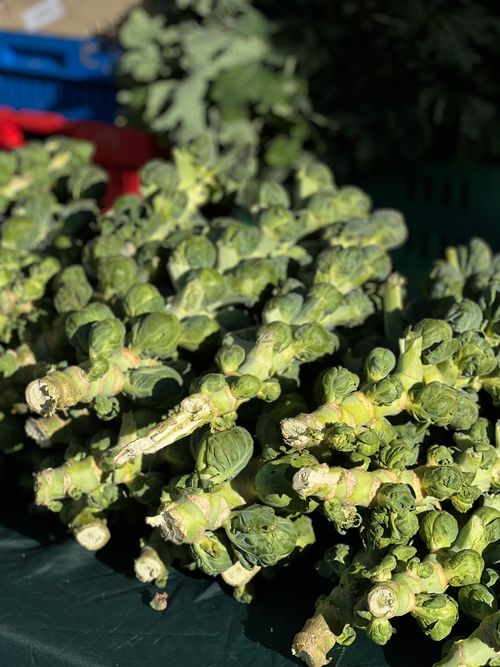 Free Close-up of fresh Brussels sprouts on stems at a farmer's market on a bright sunny day. Stock Photo