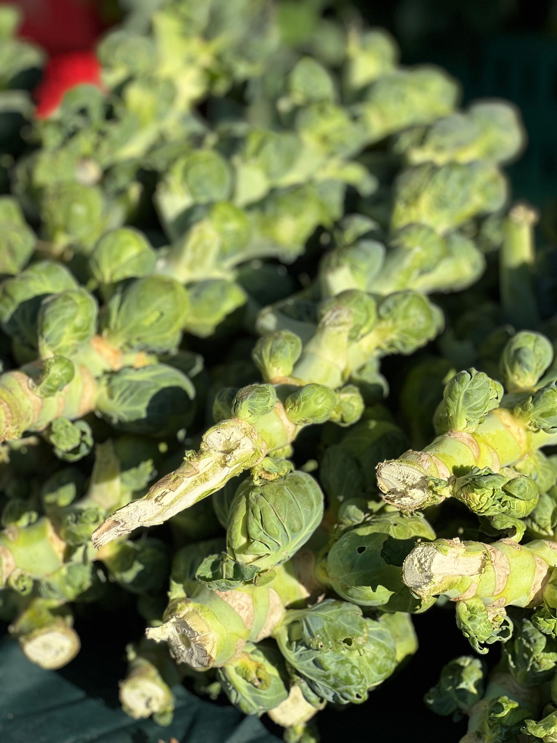 Brussels sprouts developing tightly on a stalk Brussels sprouts developing tightly on a stalk