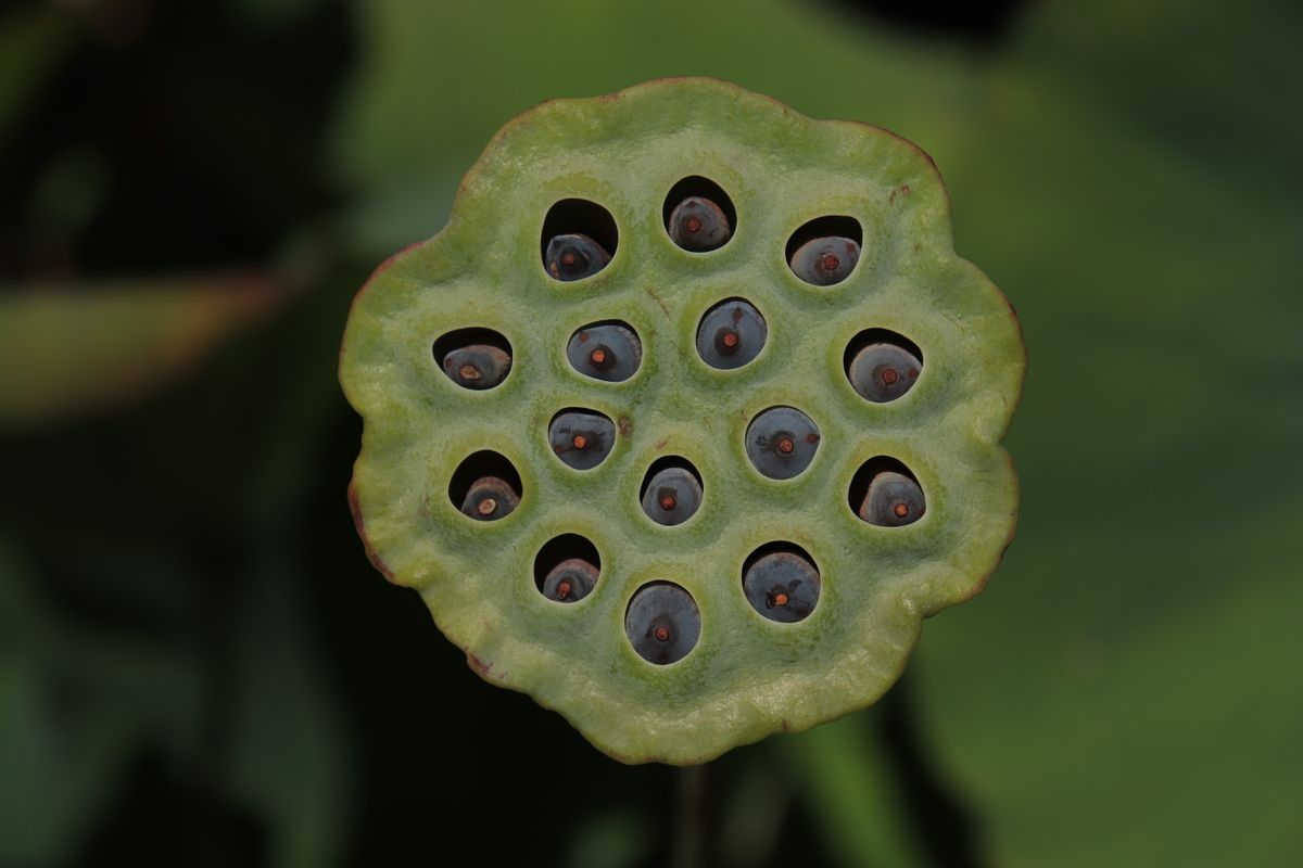 graine de lotus à planter - Faire germer la graine de lotus dans l'eau