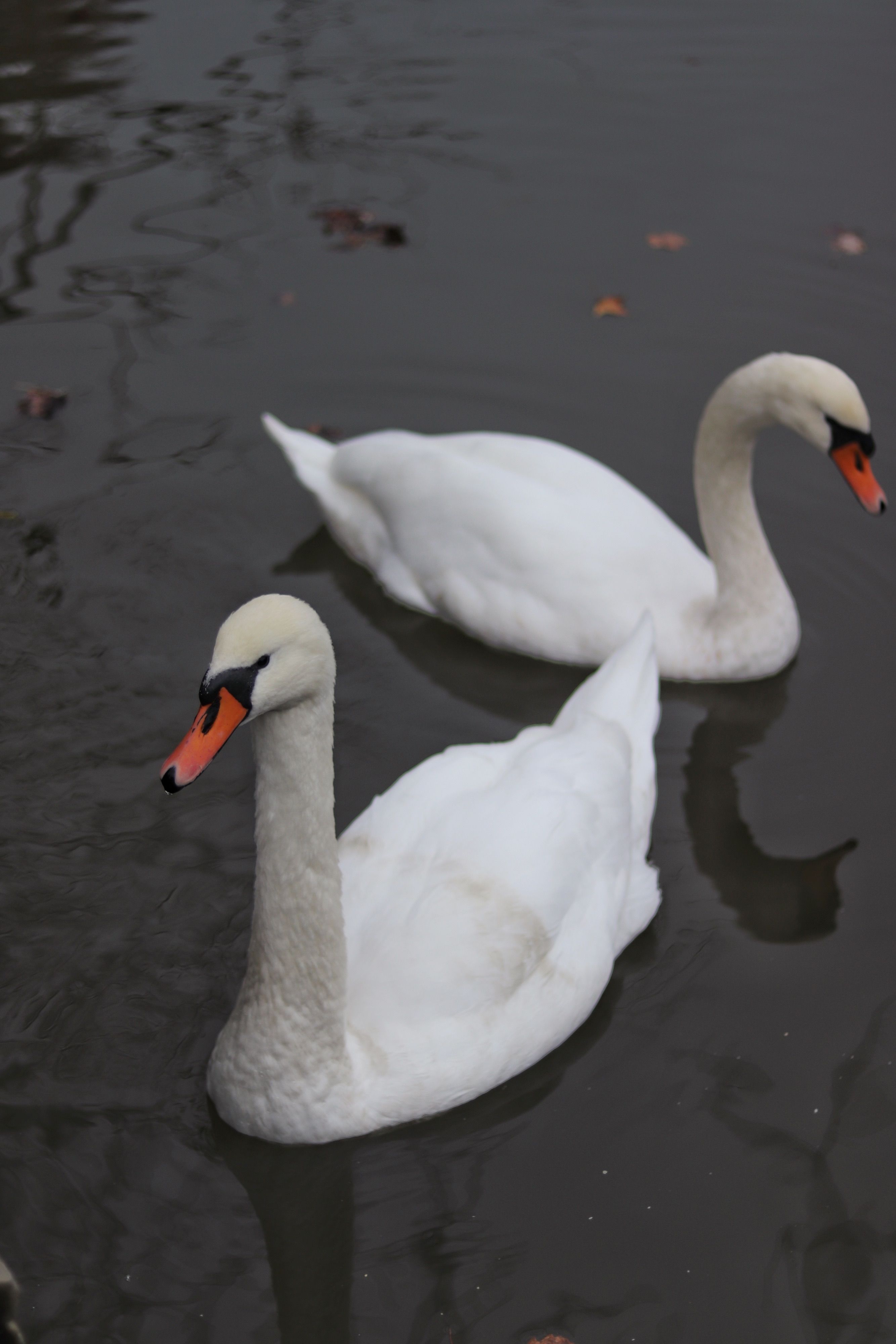 Two elegant swans gliding on calm water, showcasing their classic beauty.