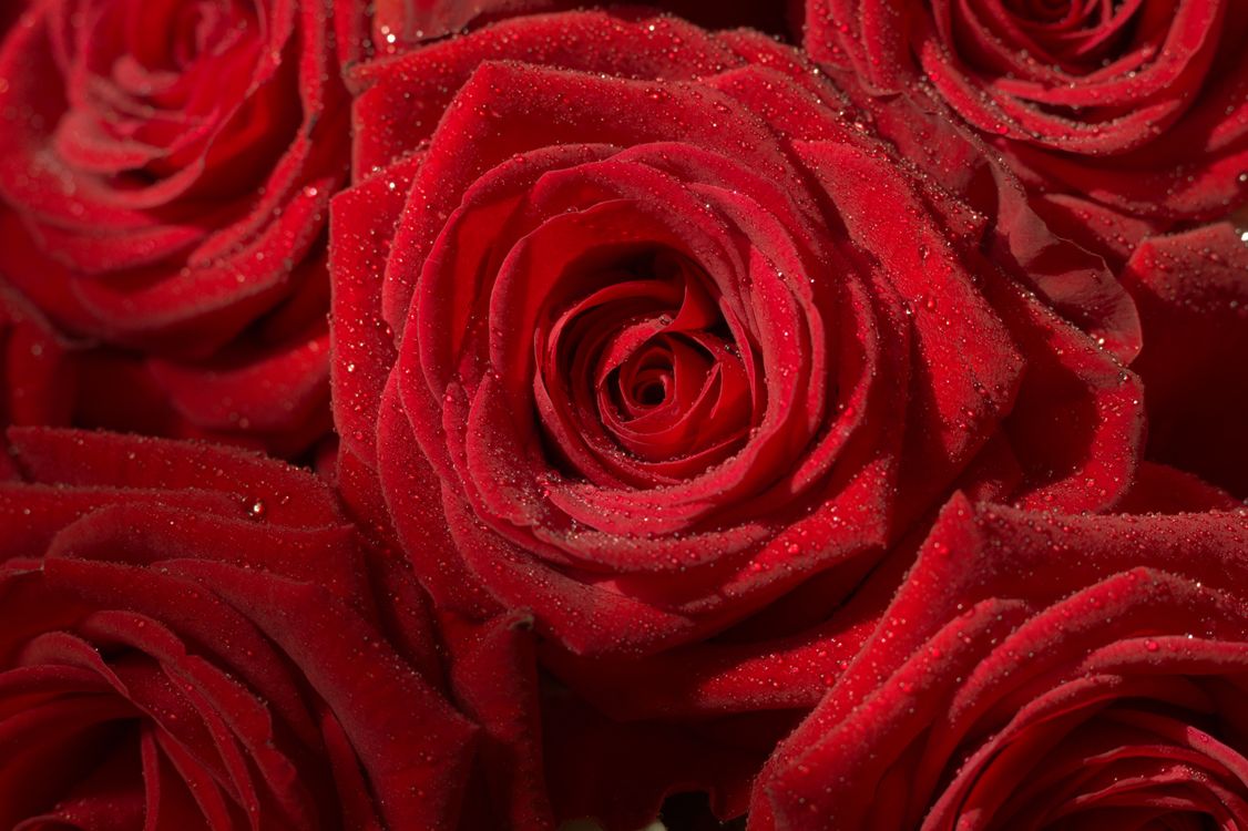 Stunning Red Roses with Dew Close-up · Free Stock Photo