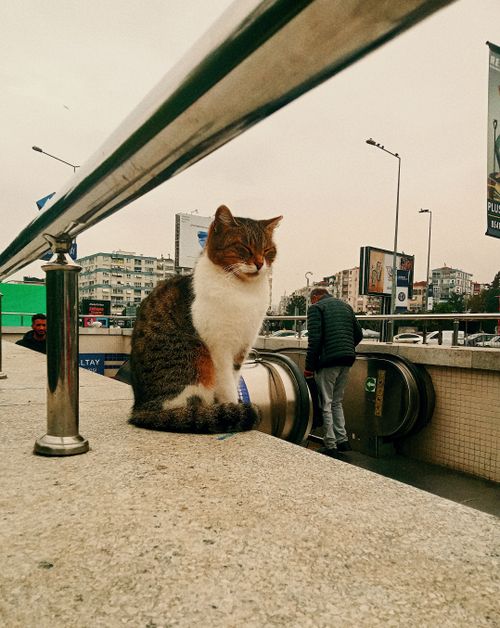 Free stock photo of alley cat, alley cats, big city Stock Photo