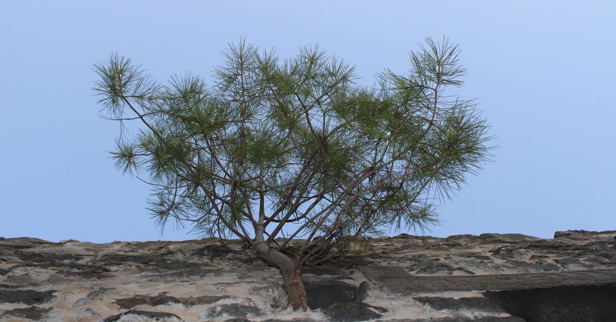 A lone pine tree grows on a historic stone wall in Tokat, Türkiye, symbolizing resilience.