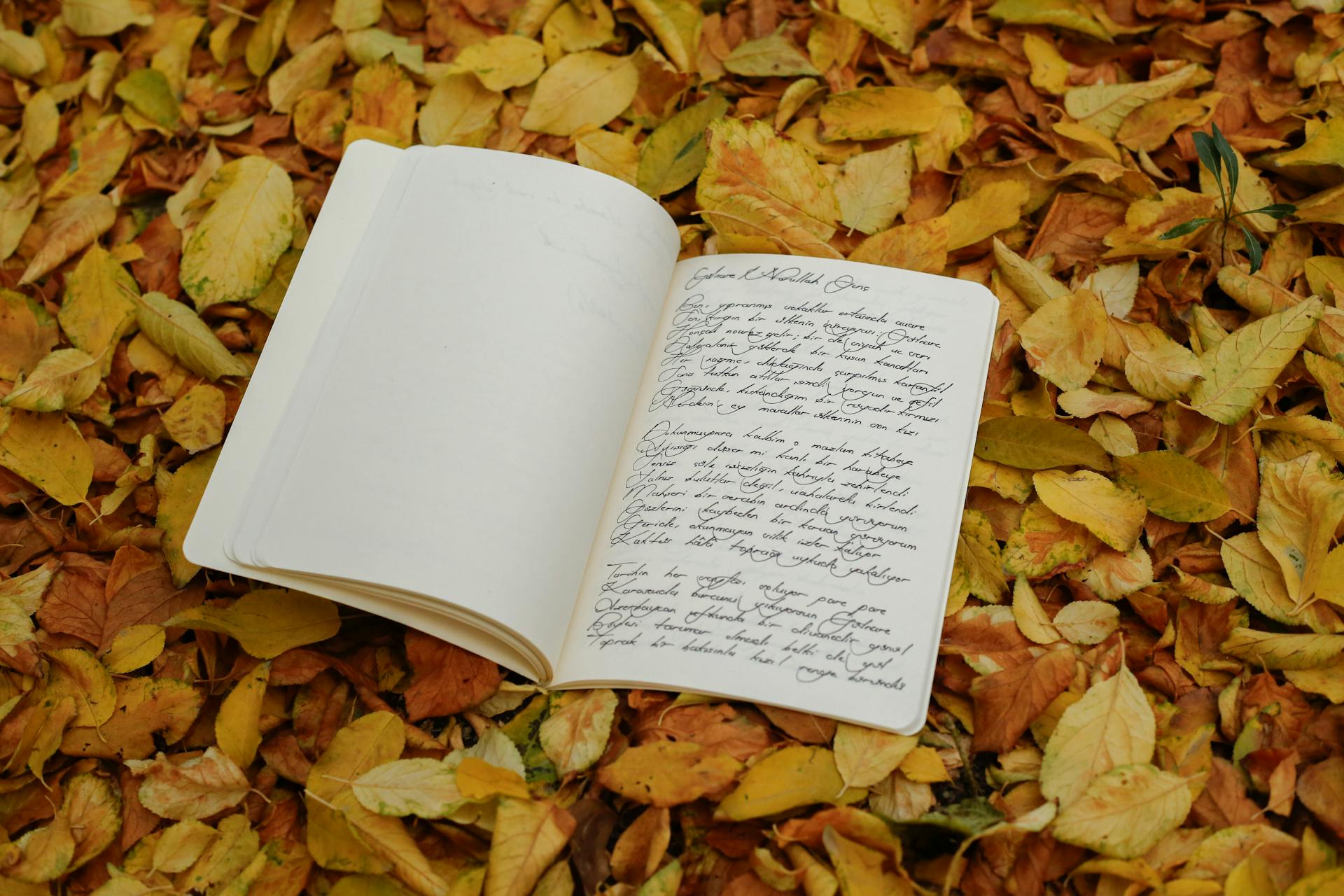 An open journal with handwritten notes placed on a bed of autumn leaves.