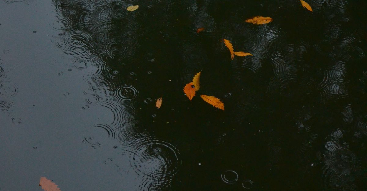 Fall Off Reflection Serene Autumn Reflection with Falling Leaves · Free Stock Photo