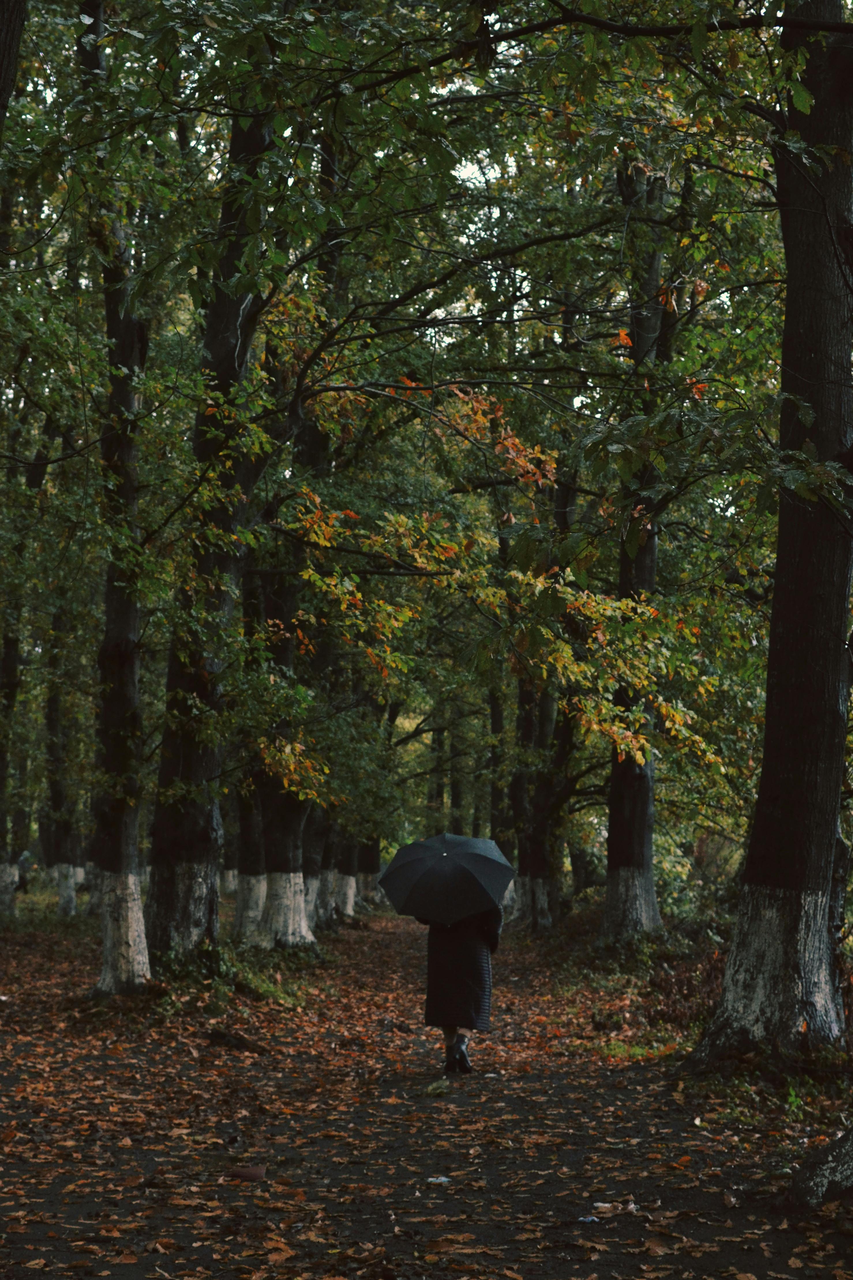A solitary figure walking through a lush autumn forest holding an umbrella, capturing the essence of solitude.