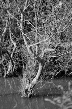 Monochrome image of leafless trees over a calm pond, capturing winter's serene beauty.