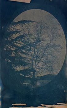 Artistic cyanotype print showcasing a silhouette of a tree, exuding a vintage aesthetic.