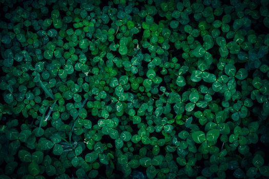 Vibrant dark green clover leaves forming a dense, natural pattern.