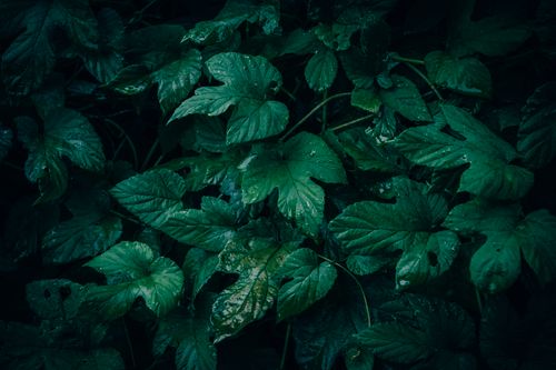 Free A close-up of dark green leaves covered with fresh rain droplets, showcasing natural freshness. Stock Photo
