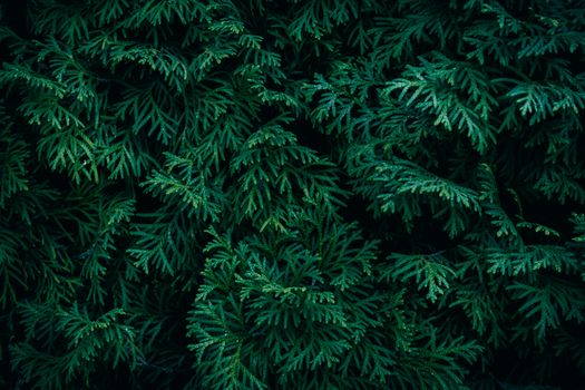A detailed close-up of lush, green evergreen foliage creating a natural textured pattern.