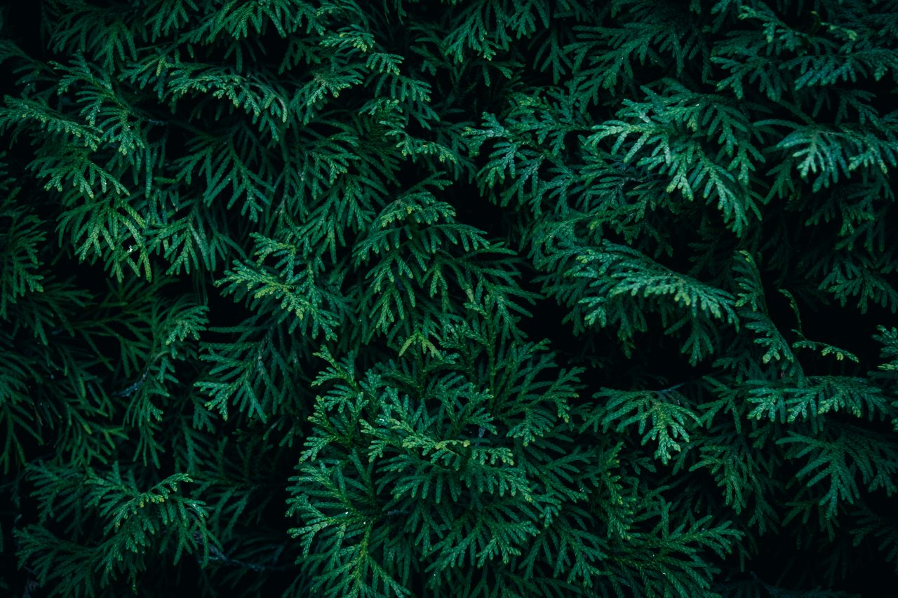a detailed close up of lush green evergreen foliage creating a natural