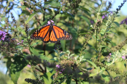 Orange and Black Butterfly